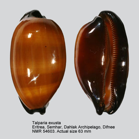 Talparia exusta.jpg - Talparia exusta(G.B.Sowerby,1832)